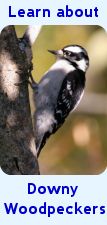Species description, sounds, nesting habits & more