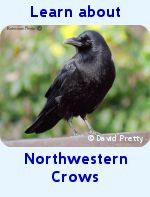 Species description, sounds, nesting habits & more